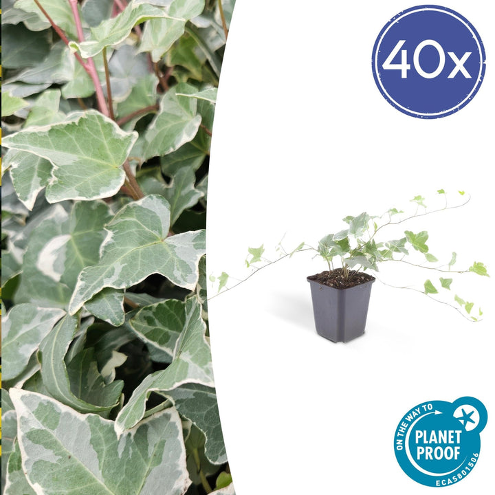 Hedera Helix 'Glacier' - 20cm - Lierre - Lierre Plante d'intérieur