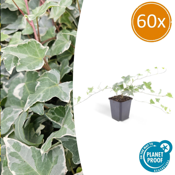 Hedera Helix 'Glacier' - 20cm - Lierre - Lierre Plante d'intérieur
