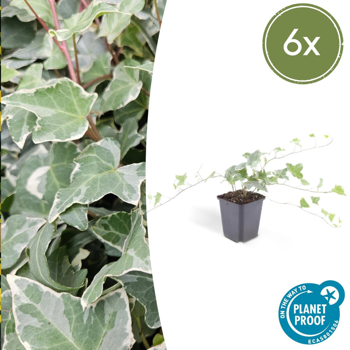 Hedera Helix 'Glacier' - 20cm - Lierre - Lierre Plante d'intérieur