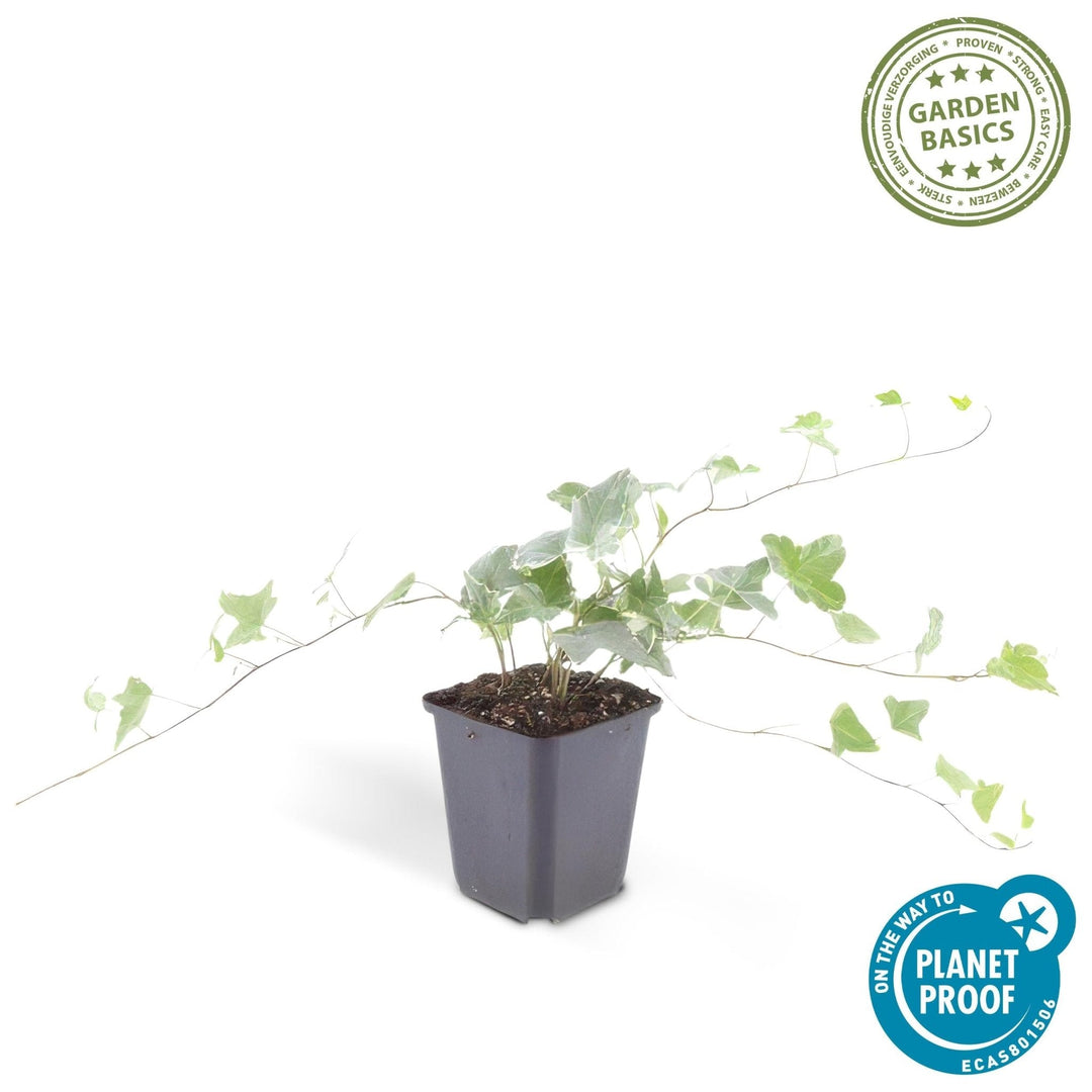 Hedera Helix 'Glacier' - 20cm - Lierre - Lierre Plante d'intérieur