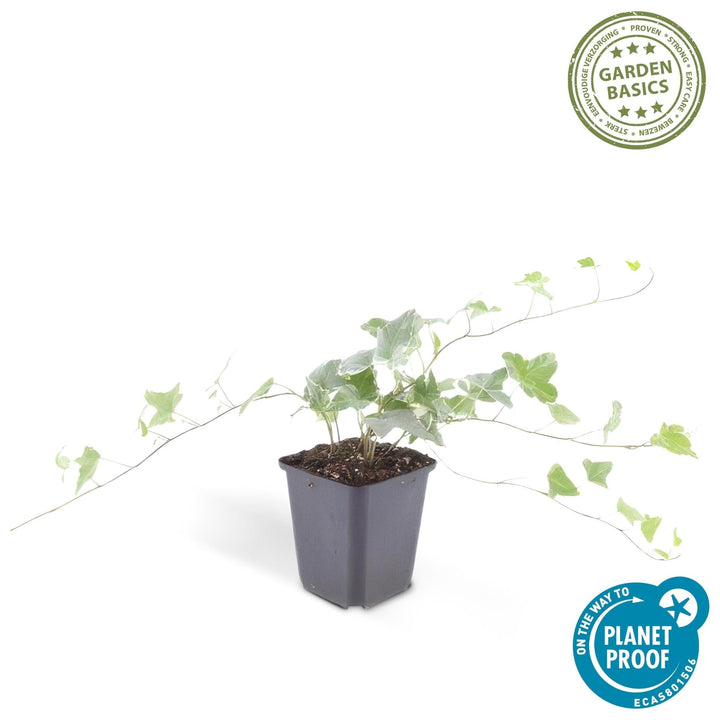 Hedera Helix 'Glacier' - 20cm - Lierre - Lierre Plante d'intérieur