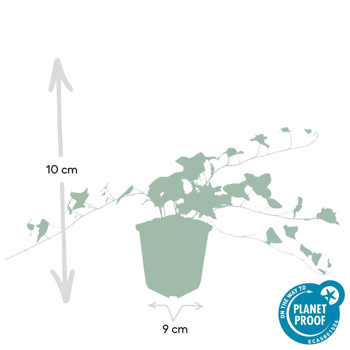 Hedera Helix 'Glacier' - 20cm - Lierre - Lierre Plante d'intérieur