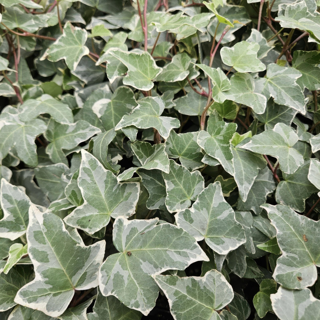 Hedera Helix 'Glacier' - 20cm - Lierre - Lierre Plante d'intérieur