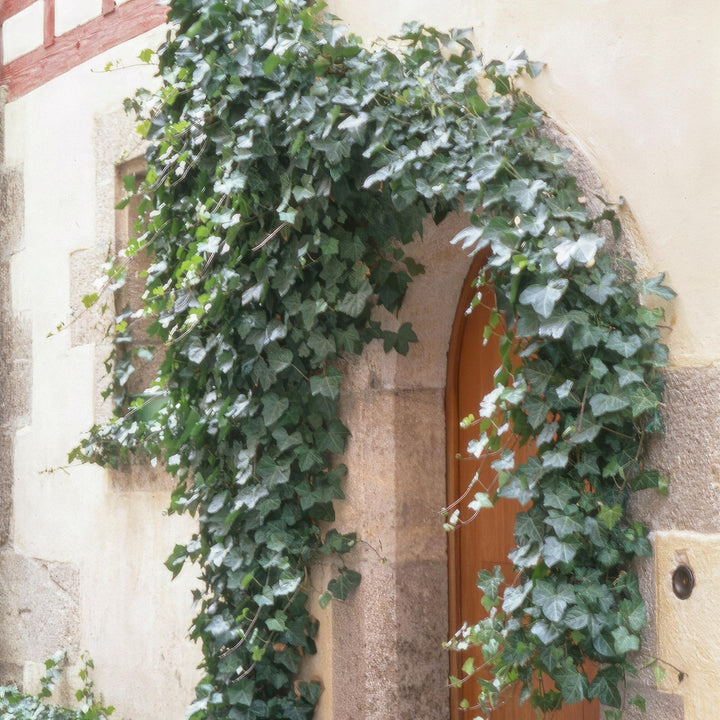 Hedera Helix 'Glacier' - 20cm - Lierre - Lierre Plante d'intérieur