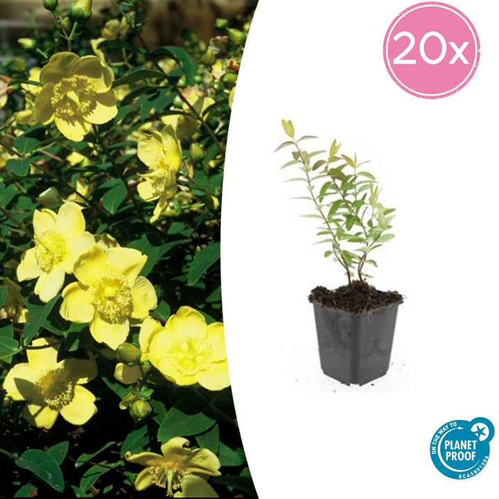 Hypericum 'Hidcote' - 20cm - Kamerplant Kopen