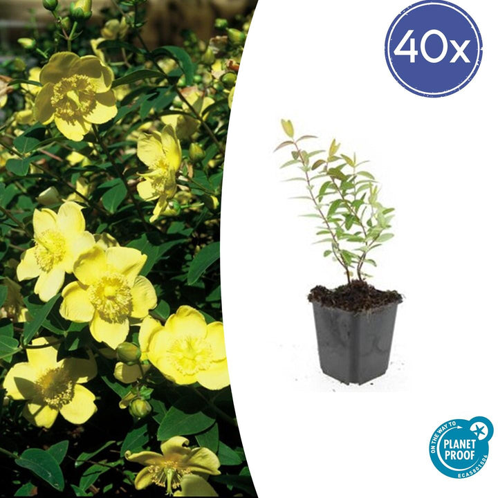 Hypericum 'Hidcote' - 20cm - Kamerplant Kopen