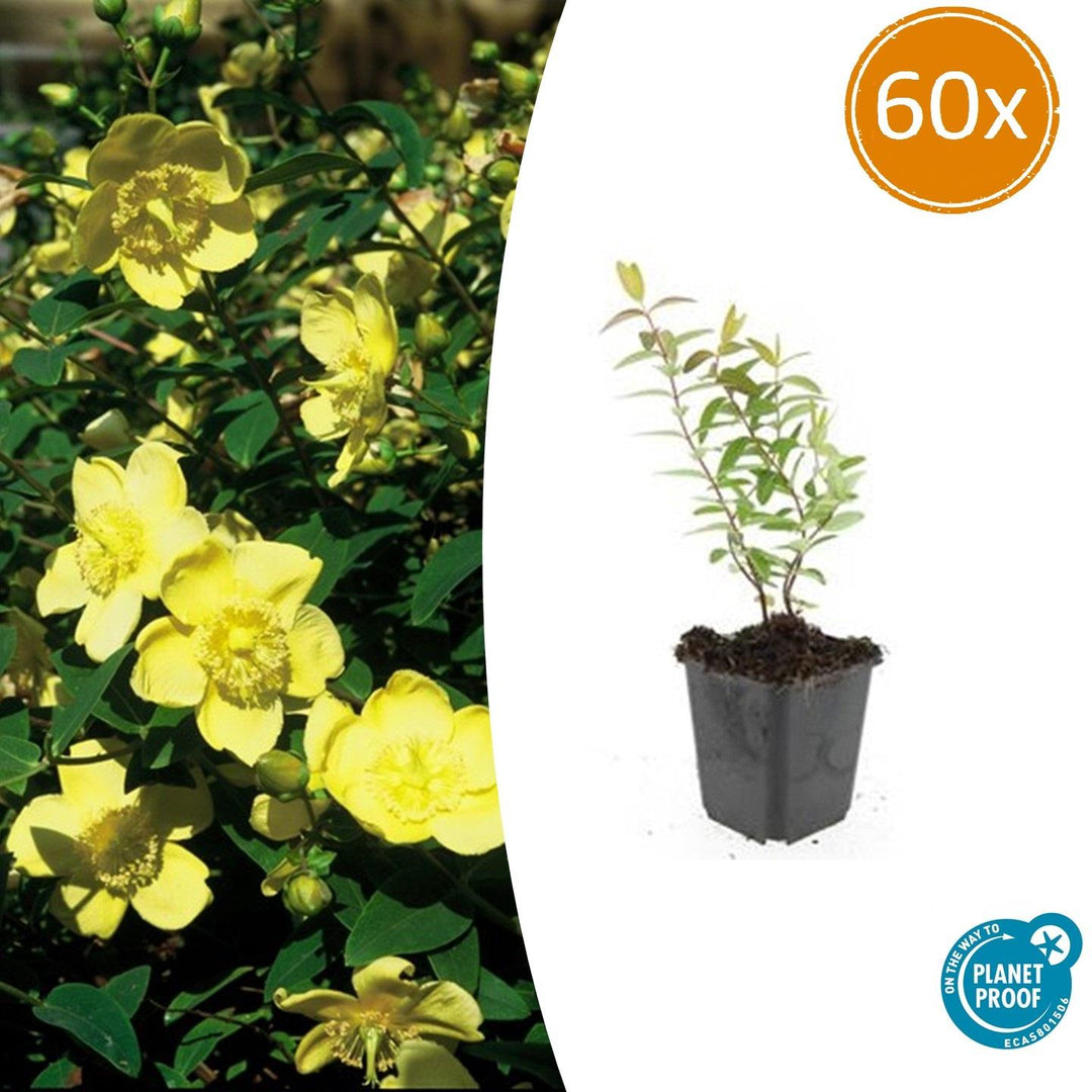 Hypericum 'Hidcote' - 20cm - Kamerplant Kopen