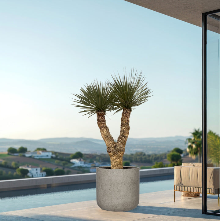 Yucca Rostrata Hidra - 200 cm - Yucca rostrata d'extérieur