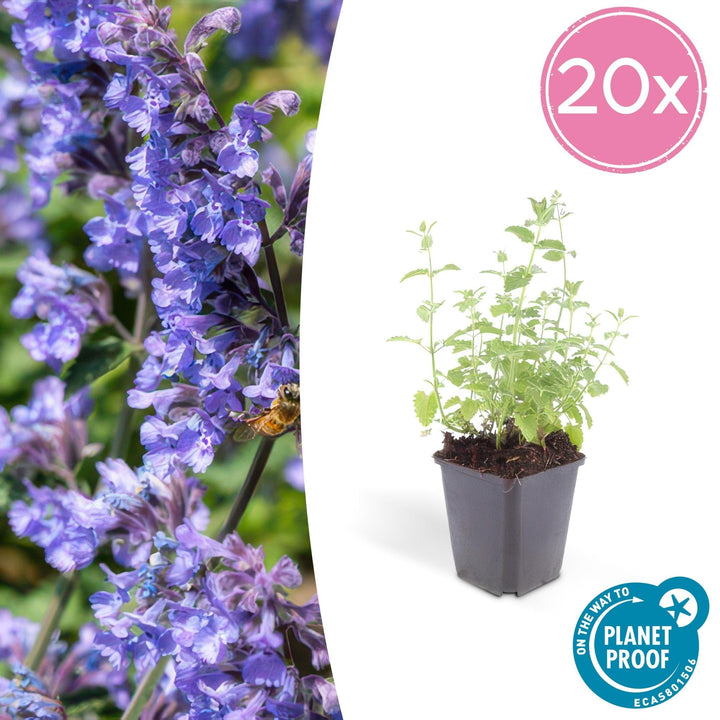 Nepeta 'Six Hills Giant' - 20cm - Acheter une plante d'intérieur