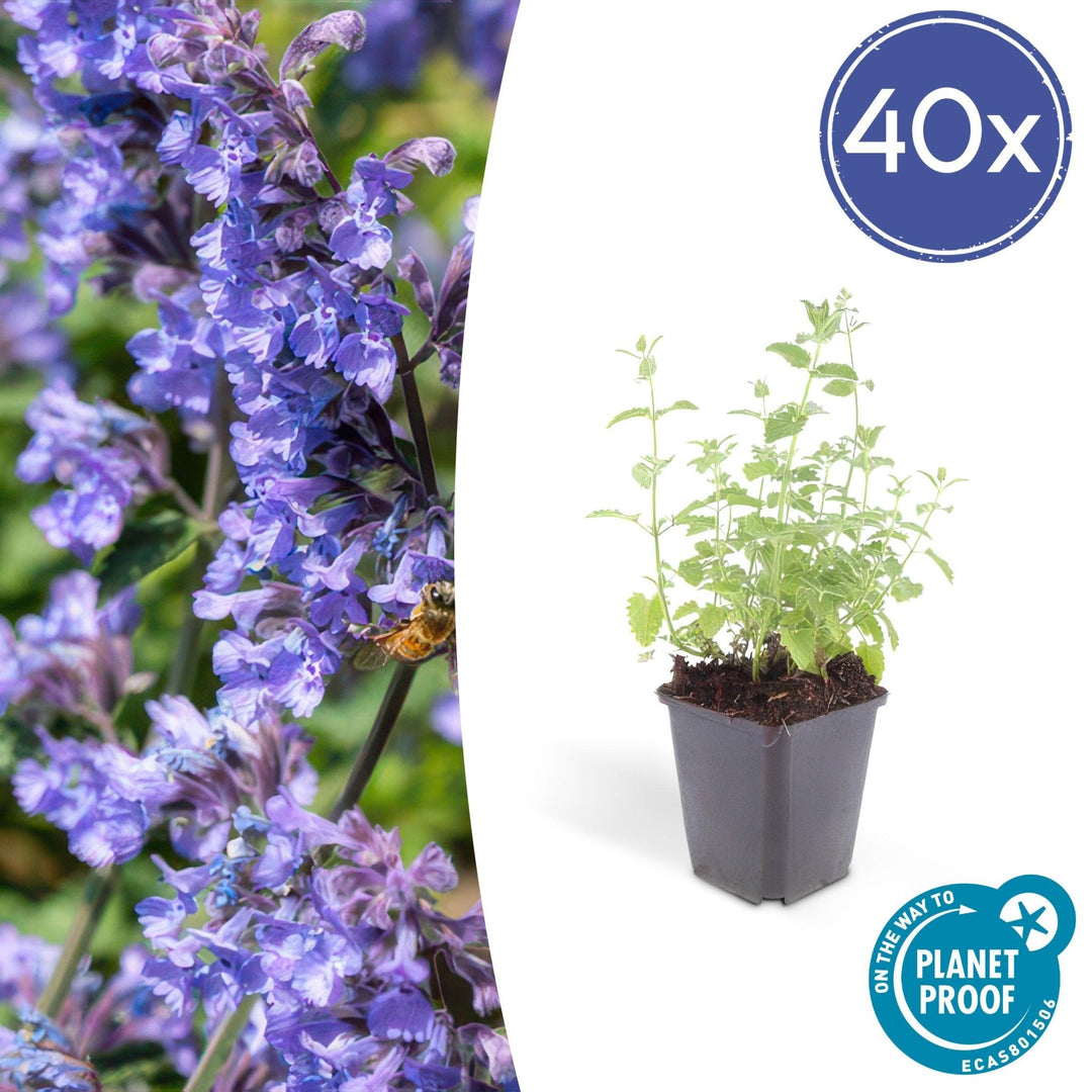Nepeta 'Six Hills Giant' - 20cm - Acheter une plante d'intérieur
