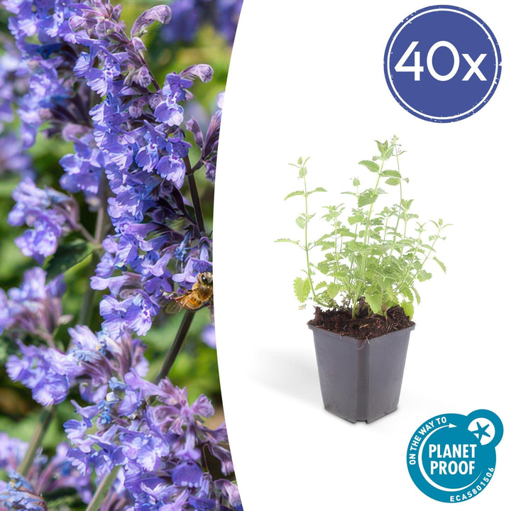 Nepeta 'Six Hills Giant' - 20cm - Acheter une plante d'intérieur
