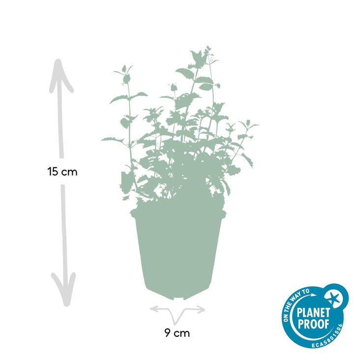 Nepeta 'Six Hills Giant' - 20cm - Acheter une plante d'intérieur
