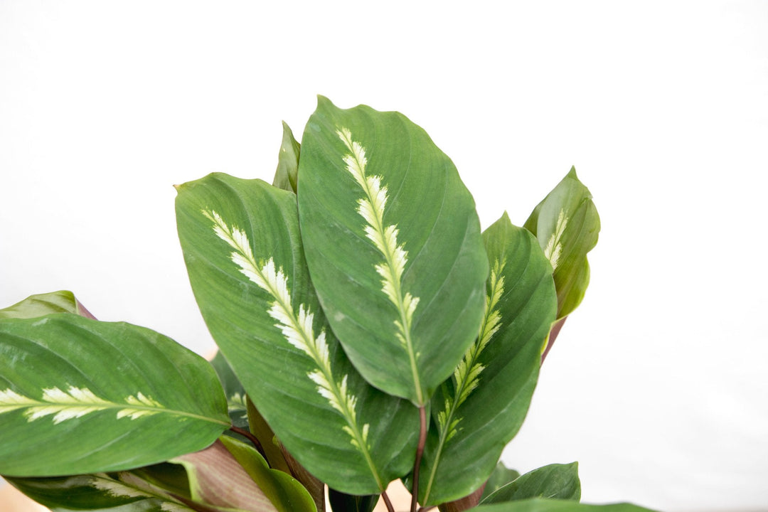 Calathea Maui Queen - 35cm - Pauwenplant - Kamerplant
