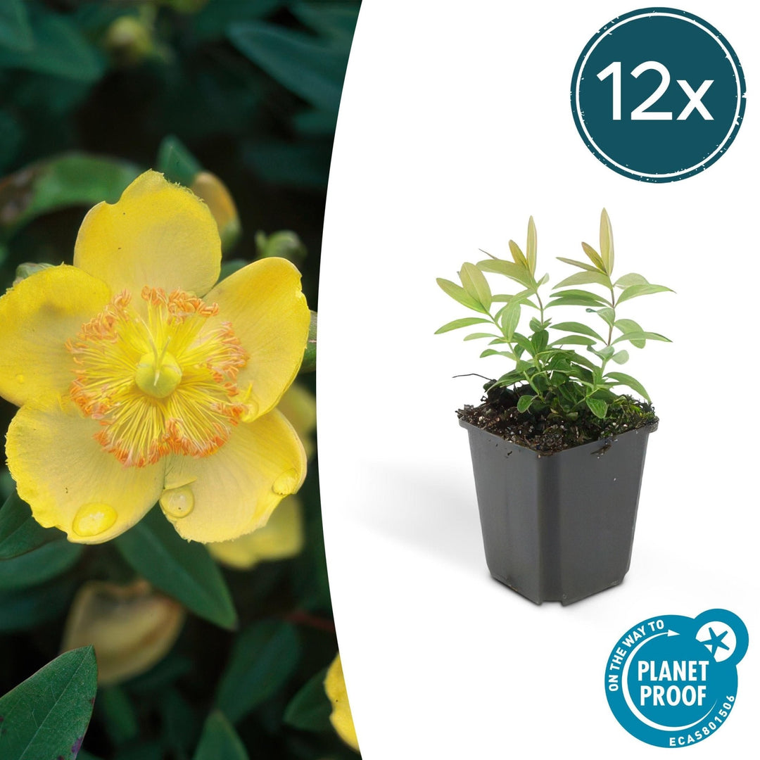 Hypericum Calycinum - 20cm - Kamerplant Kopen