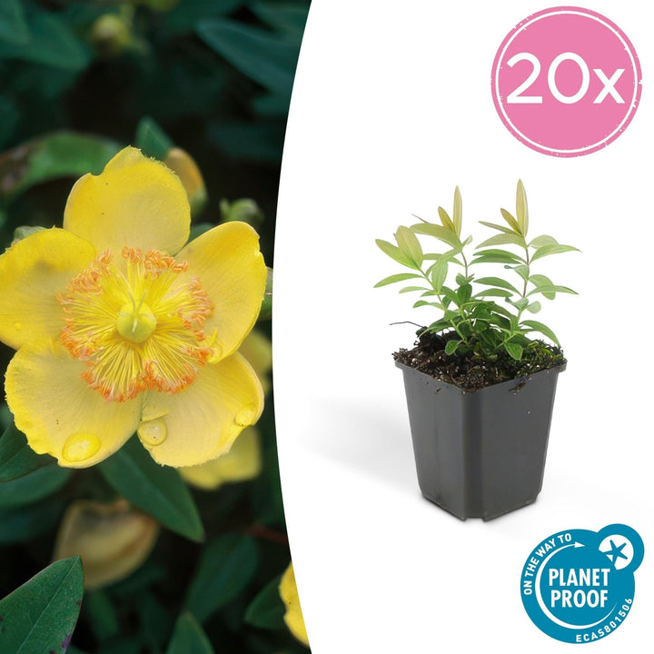 Hypericum Calycinum - 20cm - Kamerplant Kopen