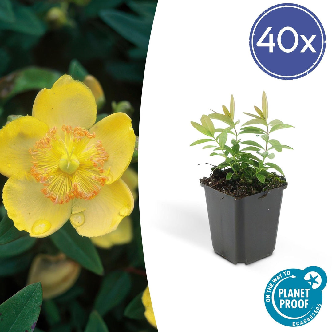 Hypericum Calycinum - 20cm - Kamerplant Kopen