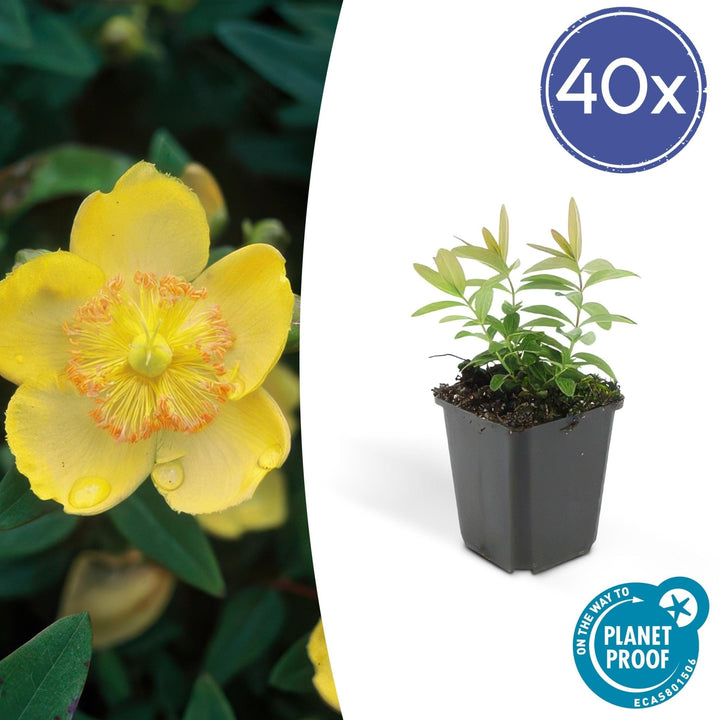 Hypericum Calycinum - 20cm - Kamerplant Kopen