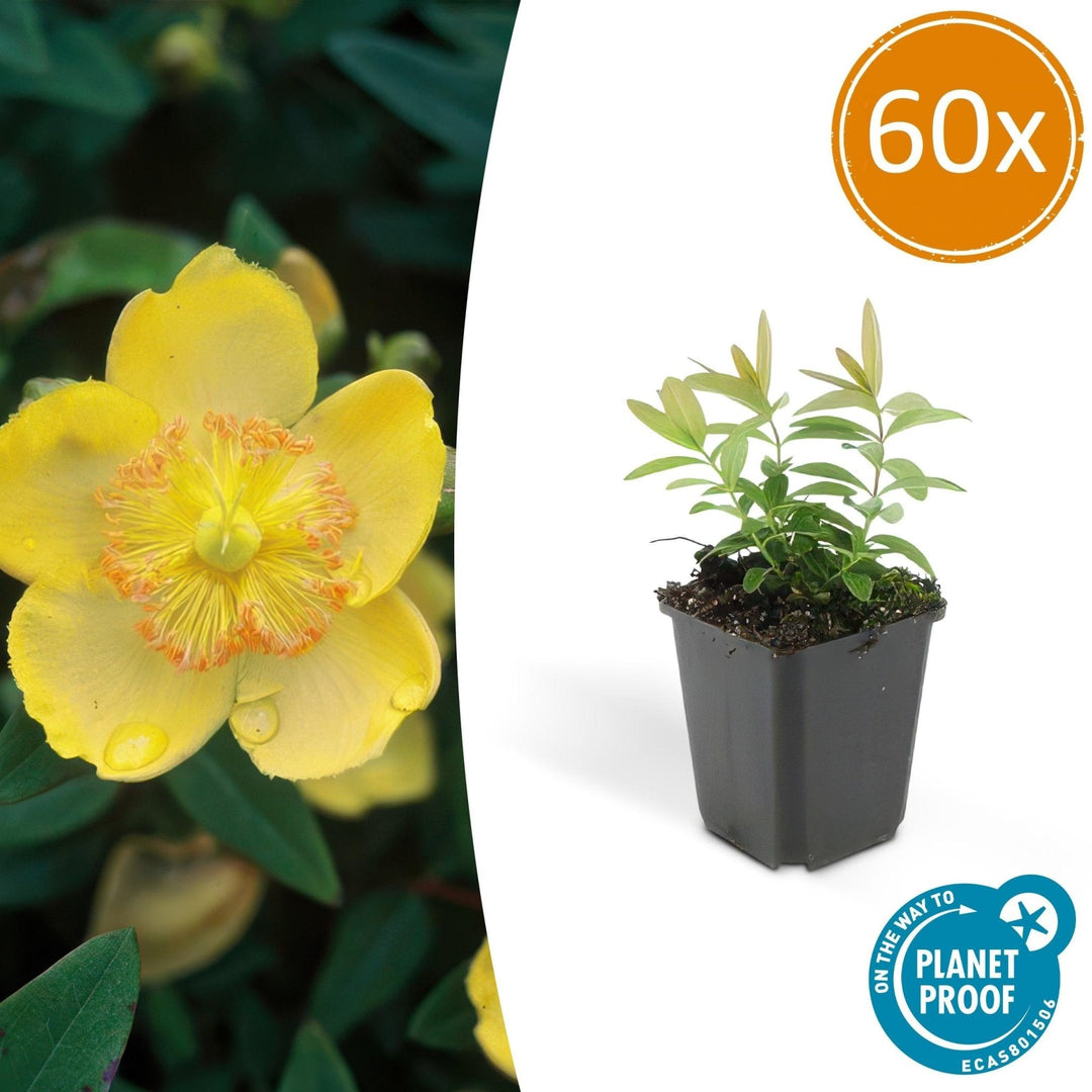 Hypericum Calycinum - 20cm - Kamerplant Kopen