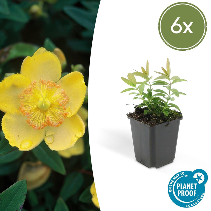 Hypericum Calycinum - 20cm - Kamerplant Kopen
