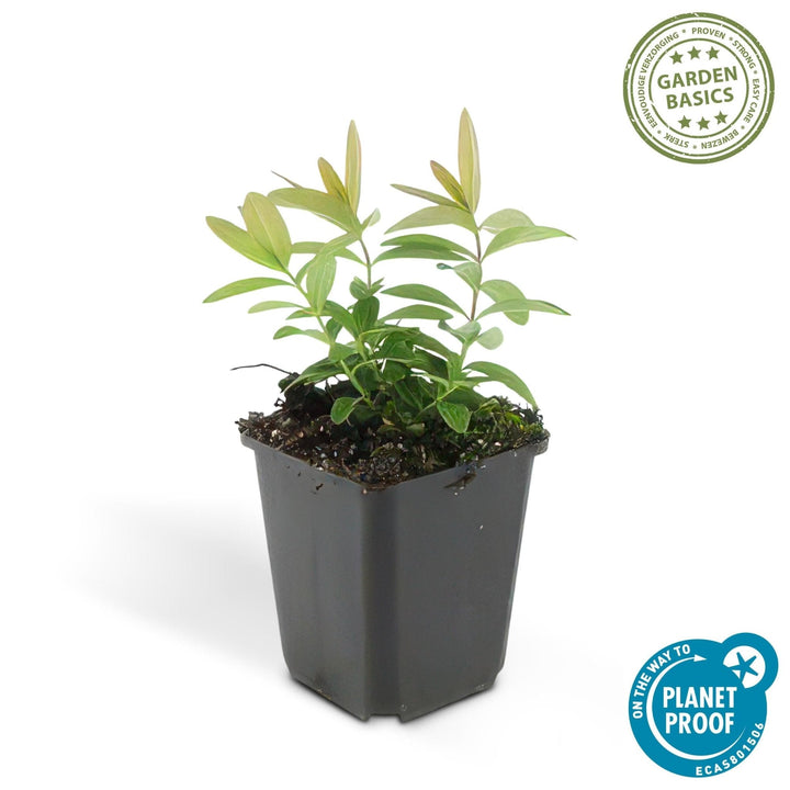 Hypericum Calycinum - 20cm - Kamerplant Kopen