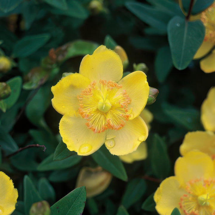 Hypericum Calycinum - 20cm - Kamerplant Kopen