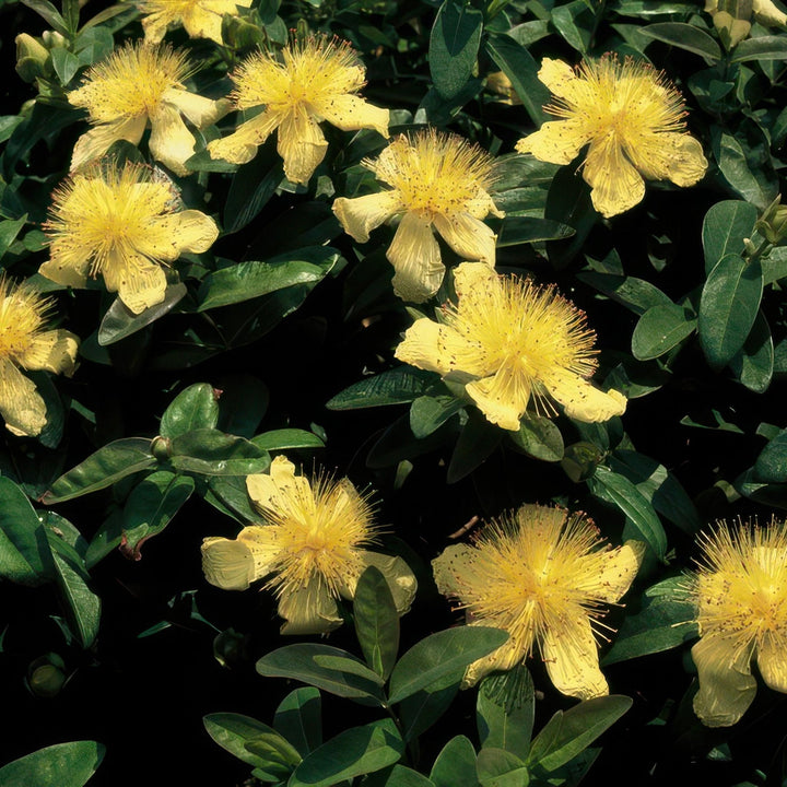 Hypericum Calycinum - 20cm - Kamerplant Kopen