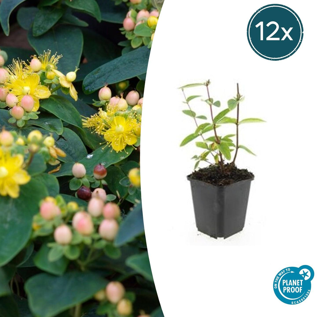 Hypericum Inodorum 'Annebel' - 20cm - Kamerplant Kopen