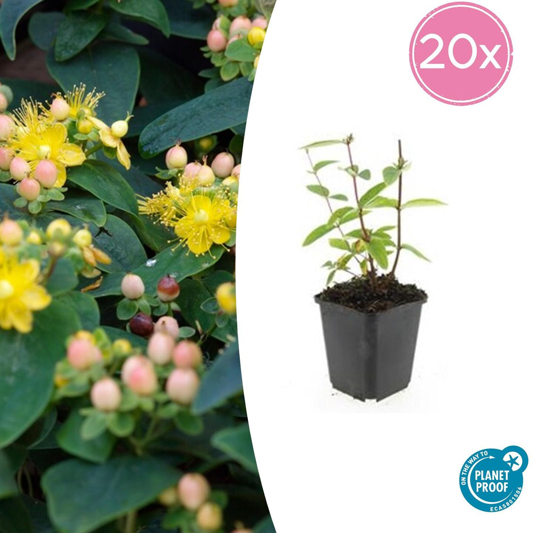 Hypericum Inodorum 'Annebel' - 20cm - Kamerplant Kopen