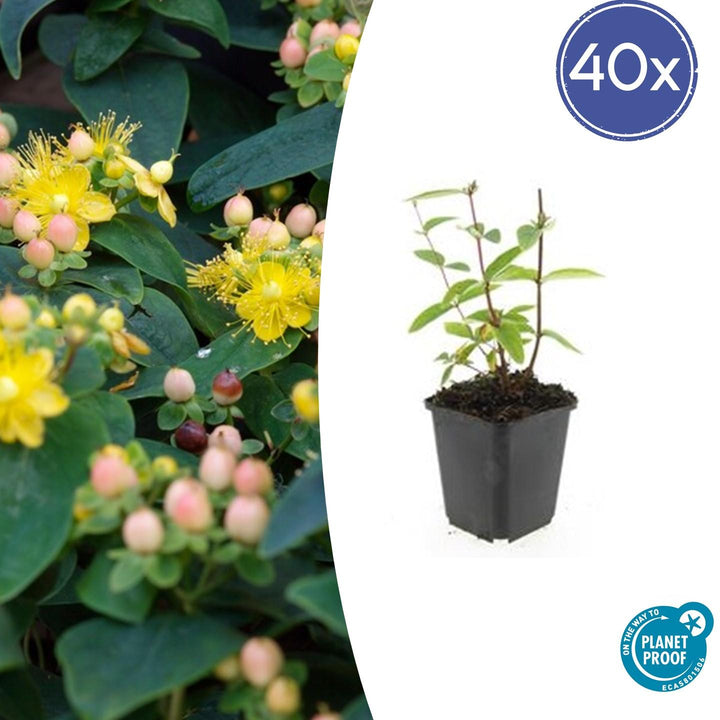 Hypericum Inodorum 'Annebel' - 20cm - Kamerplant Kopen