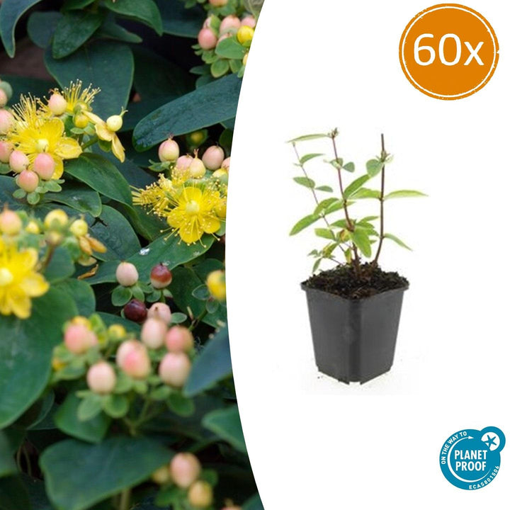 Hypericum Inodorum 'Annebel' - 20cm - Kamerplant Kopen