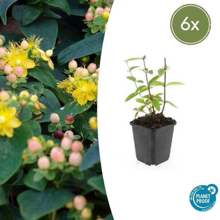 Hypericum Inodorum 'Annebel' - 20cm - Kamerplant Kopen