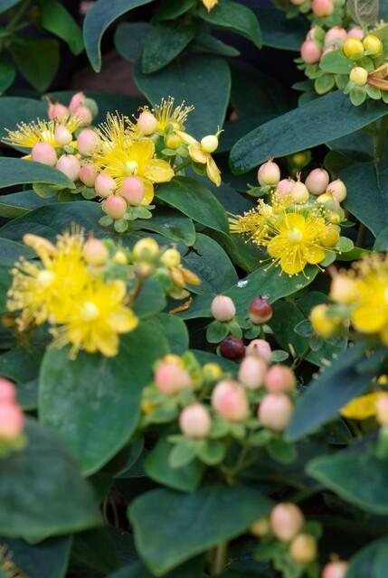 Hypericum Inodorum 'Annebel' - 20cm - Kamerplant Kopen