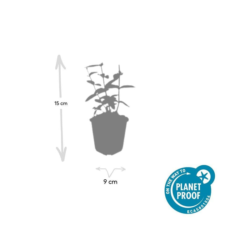 Hypericum Inodorum 'Annebel' - 20cm - Kamerplant Kopen