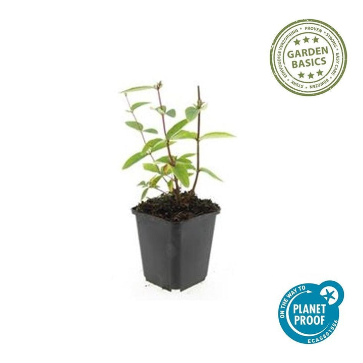 Hypericum Inodorum 'Annebel' - 20cm - Kamerplant Kopen