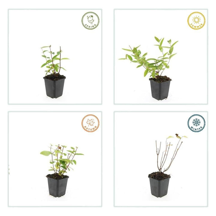 Hypericum Inodorum 'Annebel' - 20cm - Kamerplant Kopen