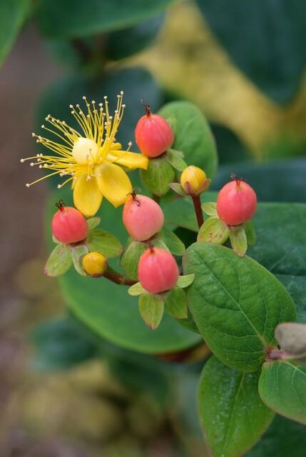 Hypericum Inodorum 'Annebel' - 20cm - Kamerplant Kopen