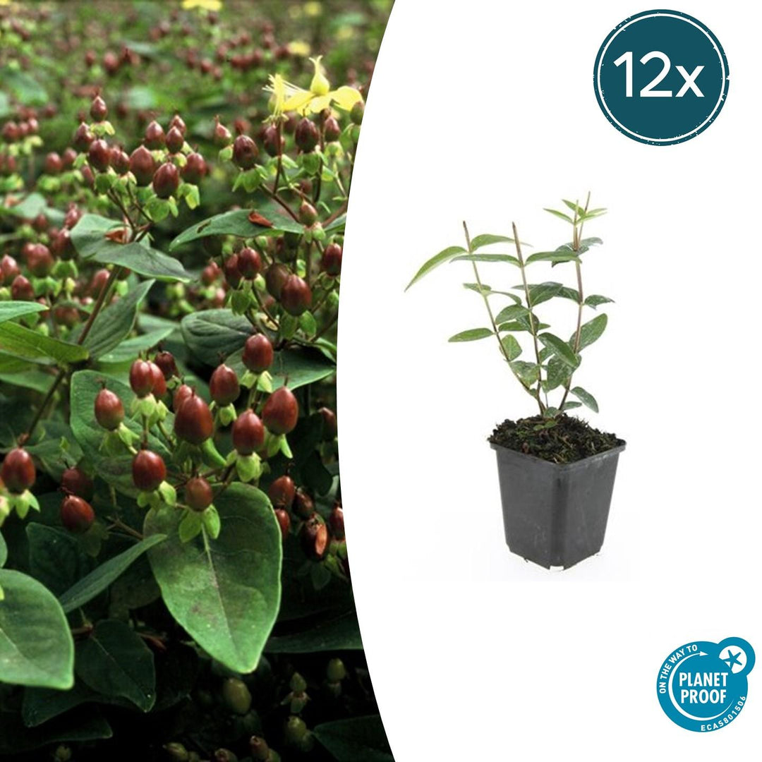 Hypericum Inodorum - 20cm - Kamerplant Kopen