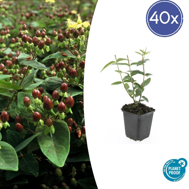 Hypericum Inodorum - 20cm - Kamerplant Kopen