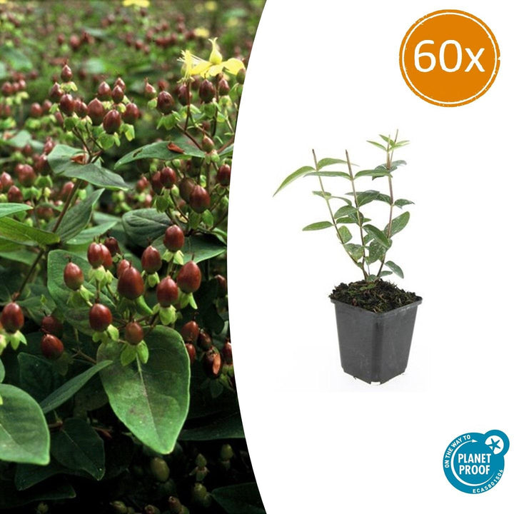 Hypericum Inodorum - 20cm - Kamerplant Kopen