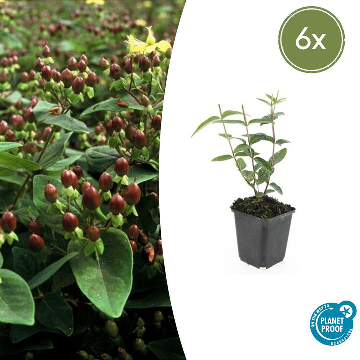 Hypericum Inodorum - 20cm - Kamerplant Kopen