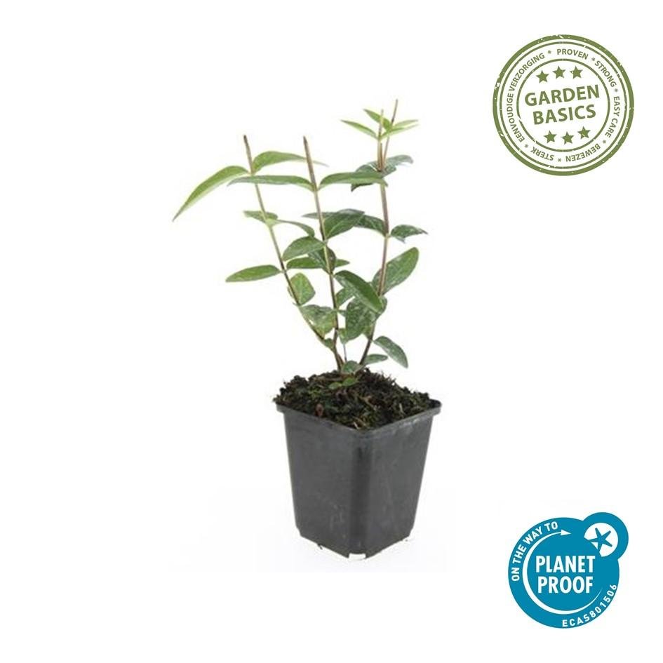 Hypericum Inodorum - 20cm - Kamerplant Kopen