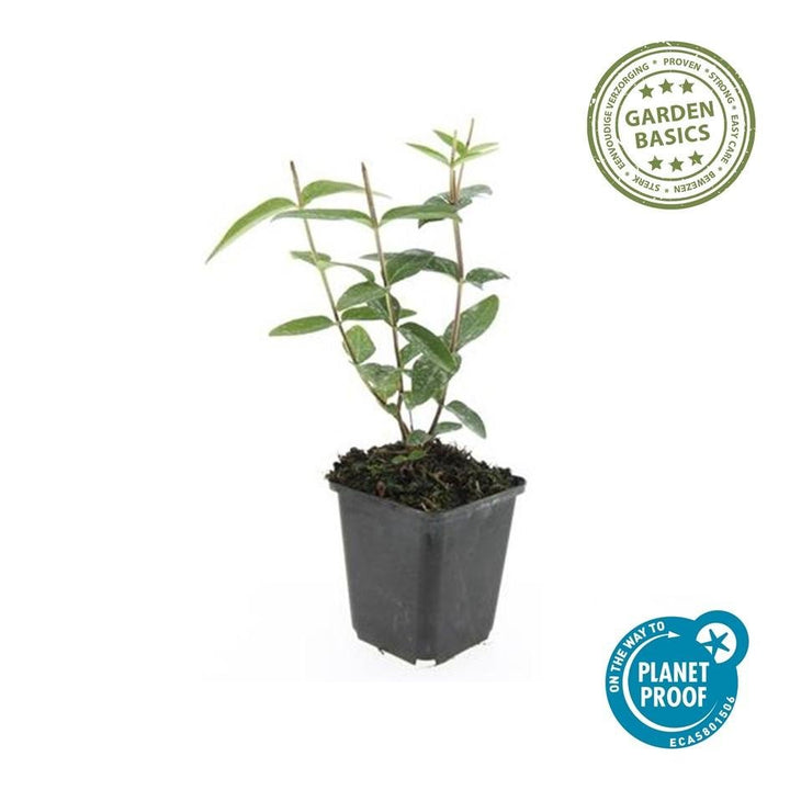 Hypericum Inodorum - 20cm - Kamerplant Kopen