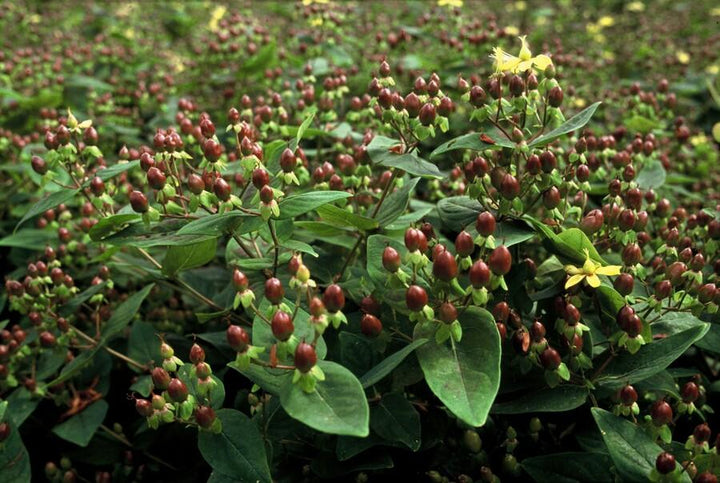 Hypericum Inodorum - 20cm - Kamerplant Kopen