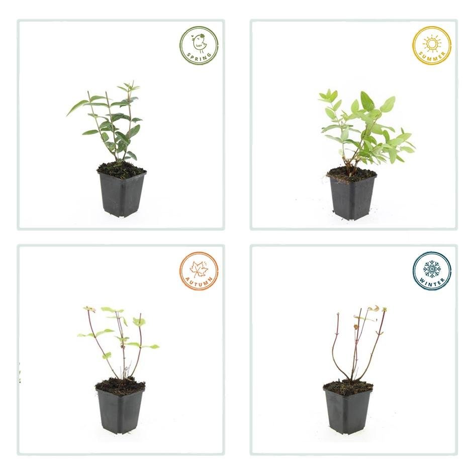 Hypericum Inodorum - 20cm - Kamerplant Kopen