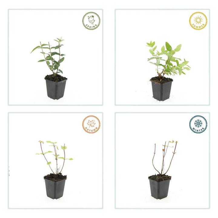 Hypericum Inodorum - 20cm - Kamerplant Kopen