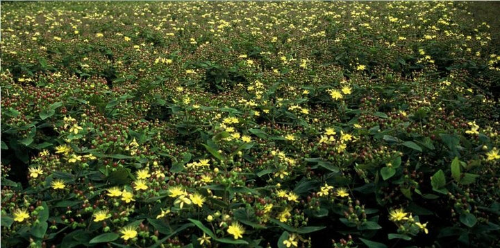 Hypericum Inodorum - 20cm - Kamerplant Kopen