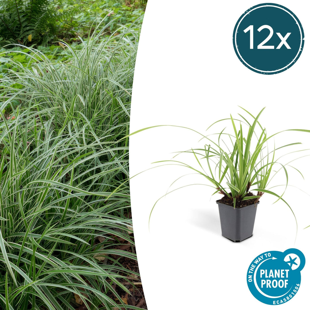 Carex morrowii 'Ice Dance' - 20cm - Kamerplant Kopen
