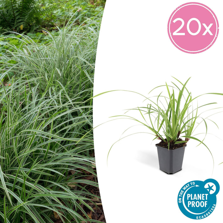 Carex morrowii 'Ice Dance' - 20cm - Kamerplant Kopen