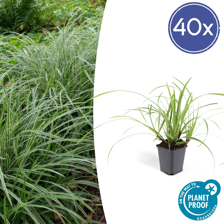 Carex morrowii 'Ice Dance' - 20cm - Kamerplant Kopen