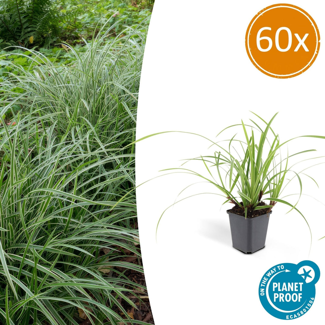 Carex morrowii 'Ice Dance' - 20cm - Kamerplant Kopen